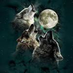 The Wolf Warrior