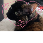 Animals that you love group