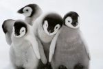 Penguins_ only