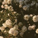 CHERI_SH
