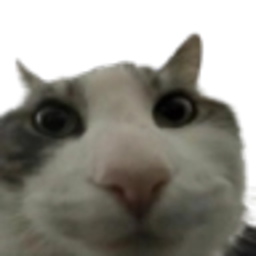 cat stare experience