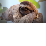 TEAM SLOTH FOR EVER COME