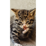 Tabby world
