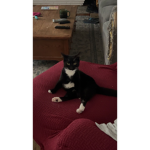 MITTENS