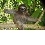 Sloth trees!!