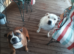Ava's doggie club