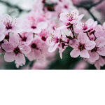 Blossom Private High School