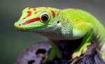 VIP Geckos