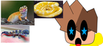 top fan roblox :]