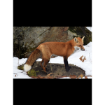 Fury of foxes