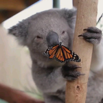 Butterflys_Koalas
