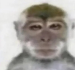 funny monkey emporium