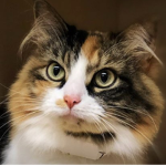 zelda is amazing and every cat is amazing