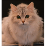 -cottage cats-