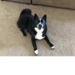 Doggy Plays fan group!