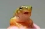 The froggy Elle group