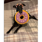 Italian greyhounds