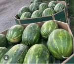 Burrito- Watermelon