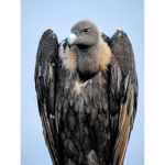 The Vultures_unite