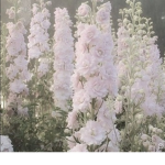 soft flowers