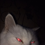 ~Cat Cult~