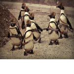 [ T P G ] The penguins' group .