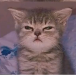 Gatitos clup