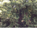Tree squad by:soy