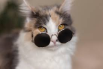 partypoopers dev group