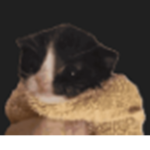 haz BM