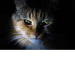 THE SAVAGE CATS GROUP