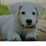 {puppy’s}