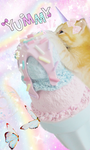 ºchiikawaº