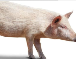 Piggy quack