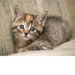 the best pet simulator fan group