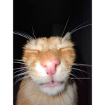 Oscar is orange