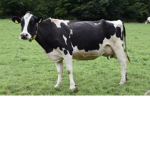 Cows olny group