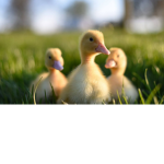Fans de los patitos