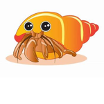 playing with a hermit crab