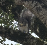Squirreltopiea