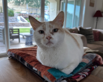 Cosmo Cat Incorporations