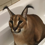 caracal tribe