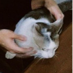 Fluffy Kits <3