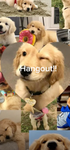 *dogs* Hangout Group!