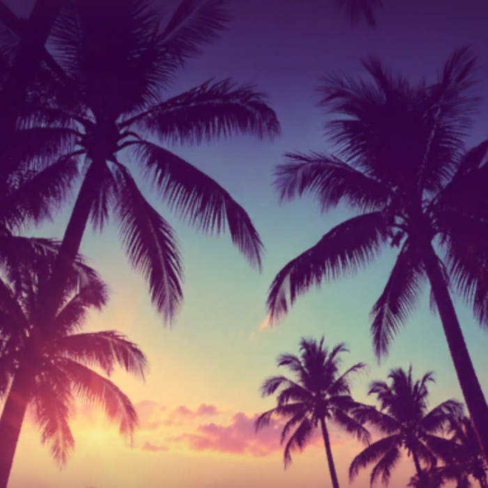 2k14-2k16 era Aesthetic Palm Trees