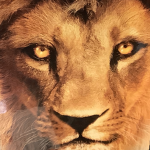 I luv lions