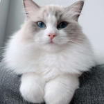 ű