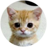 cat and dog fan group :3