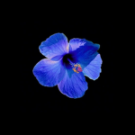 j’s groupp