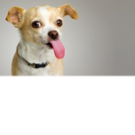 los perros del 7mo